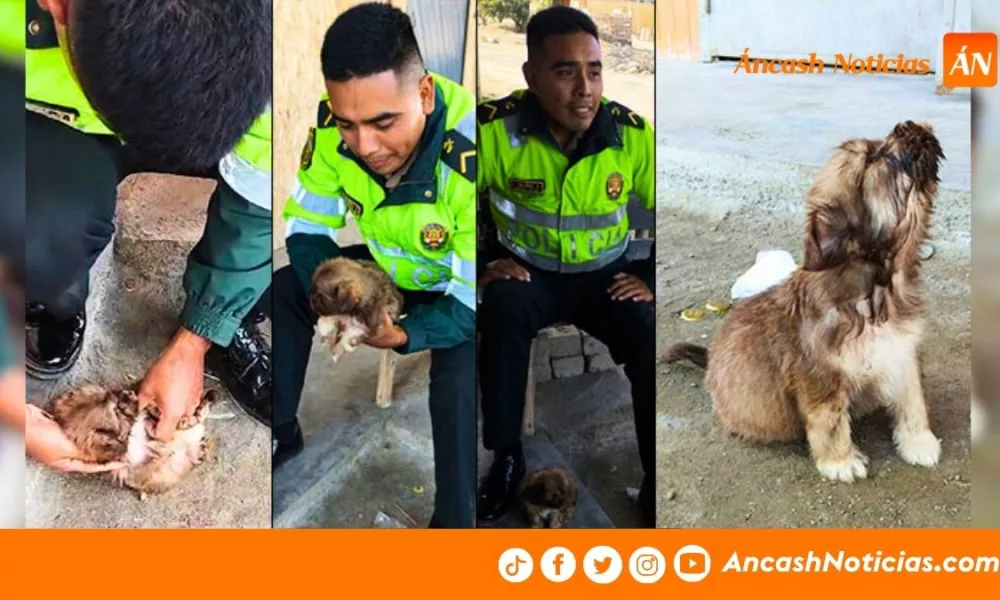 Áncash: Policía salva de morir atragantado a cachorro rescatado de la basura