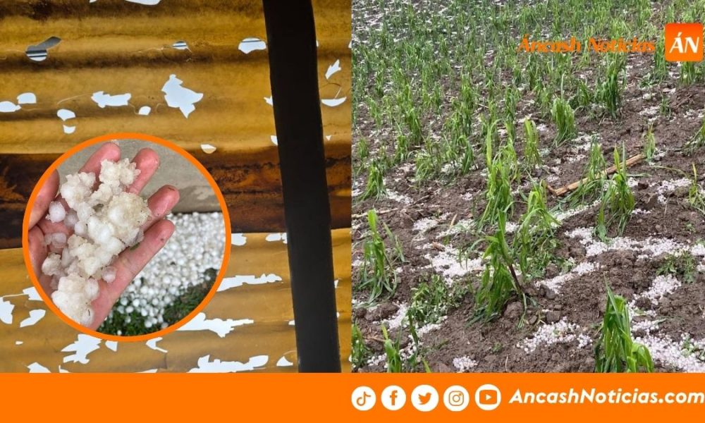Áncash: Fuerte granizada afecta viviendas y cultivos de maíz en Acopalca