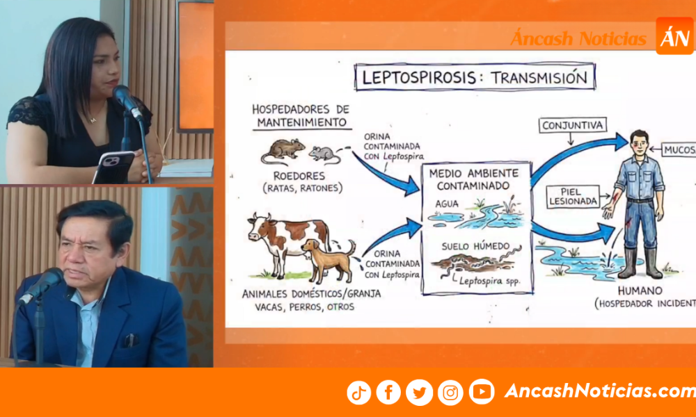 Especialista pide control urgente de roedores en Áncash ante casos de leptospirosis