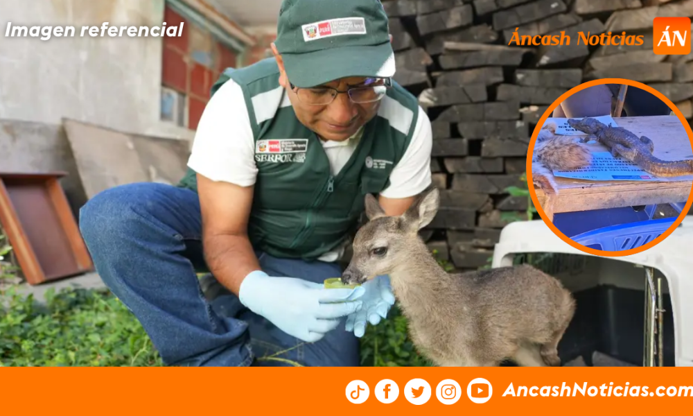 SERFOR detecta fauna silvestre mantenida como mascotas durante operativo