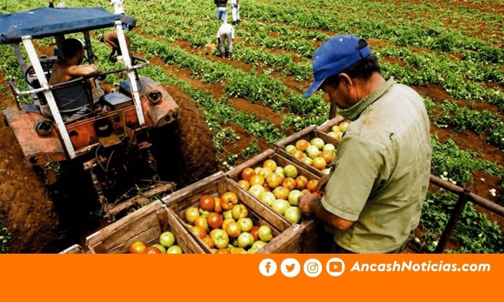 Producción agropecuaria de Áncash alcanzó un valor de S/ 199 millones entre enero y febrero