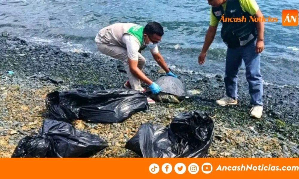 Áncash: Hallan cinco tortugas marinas y un lobo marino muertos en Casma