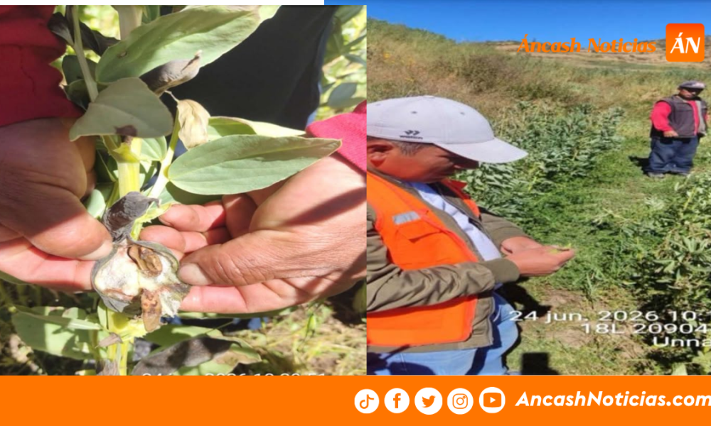 Huarmey: agricultores de Cochapeti pierden cultivos de maíz y habas por helada