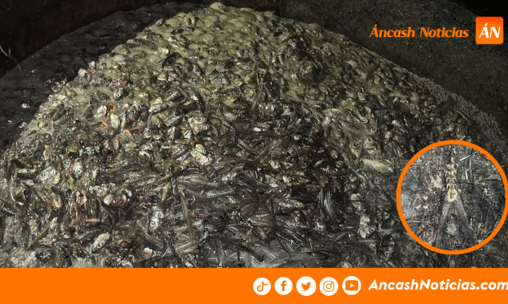 Huarmey: intervienen presunto procesamiento clandestino de recursos marinos en Culebras