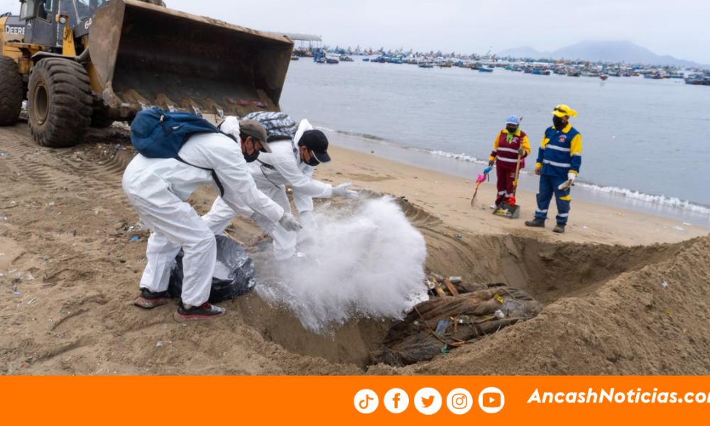 Alerta crece en Chimbote: Retiran seis animales marinos hallados sin vida en playa La Caleta
