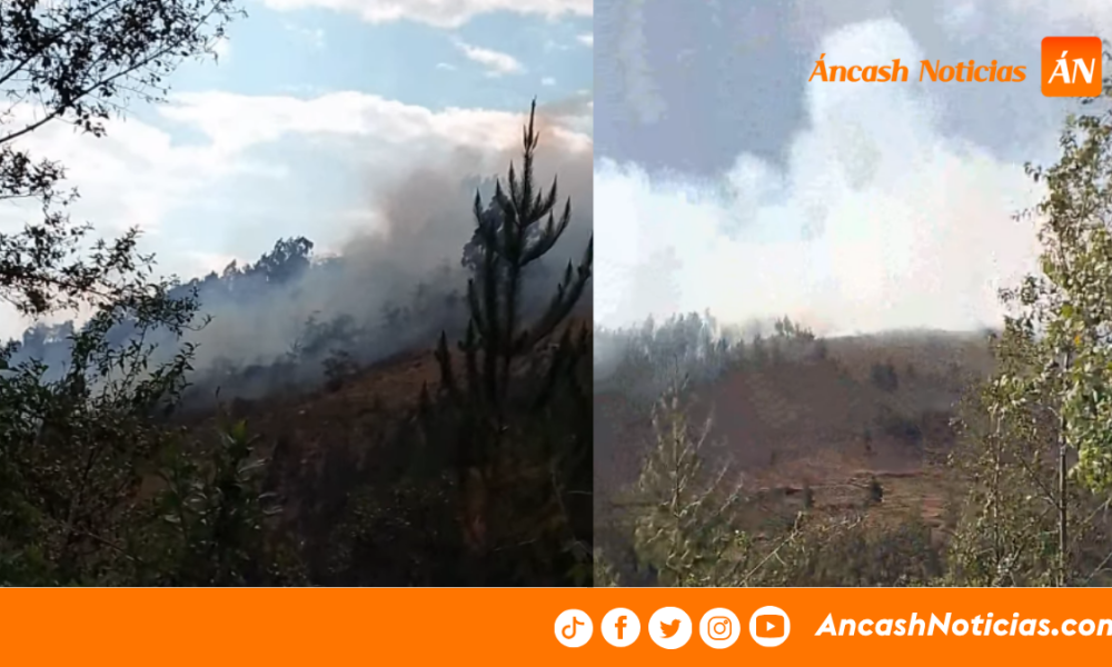 Independencia: incendio forestal amenaza bosques de eucaliptos y pinos en Llupa